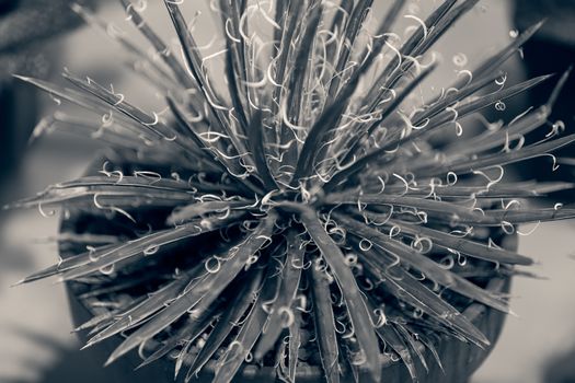 cactus in a pot like decoration, note shallow depth of field