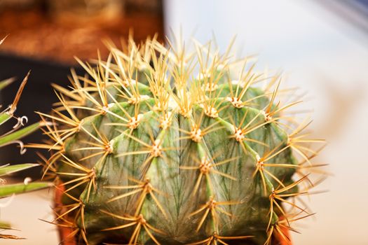 cactus in a pot like decoration, note shallow depth of field