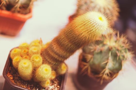 cactus in a pot like decoration, note shallow depth of field