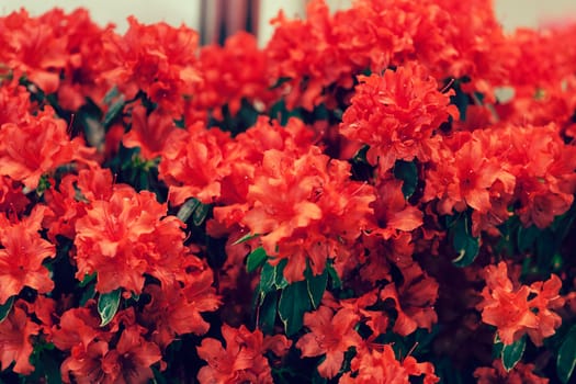 bush with small orange flowers on a branches, note shallow depth of field