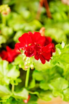 red pelargonium in bloom, note shallow depth of field
