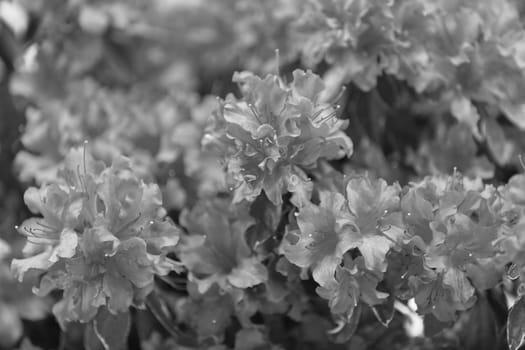 bush with small orange flowers on a branches, note shallow depth of field