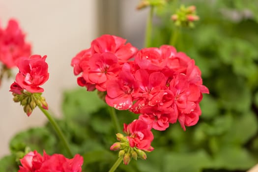 red pelargonium in bloom, note shallow depth of field