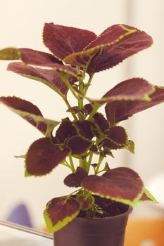 houseplants with thick foliage, note shallow depth of field