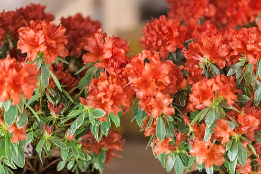 bush with small orange flowers on a branches, note shallow depth of field