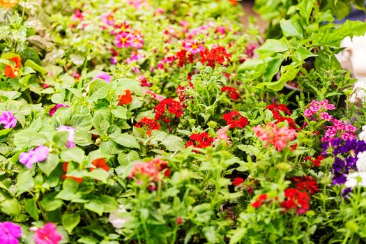 a variety of ornamental flowers, note shallow depth of field