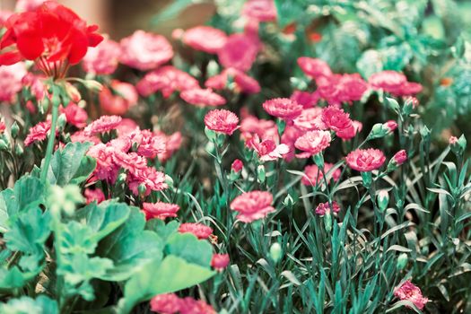 a variety of ornamental flowers, note shallow depth of field