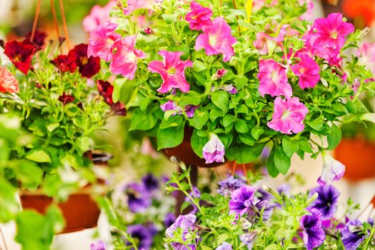 a variety of ornamental flowers, note shallow depth of field