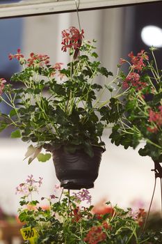 houseplants with thick foliage, note shallow depth of field