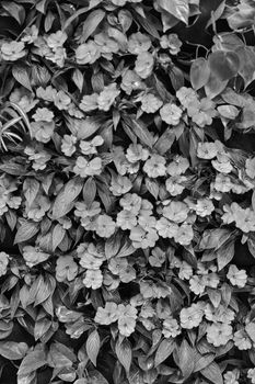  purple flowers with green leaves, note shallow depth of field