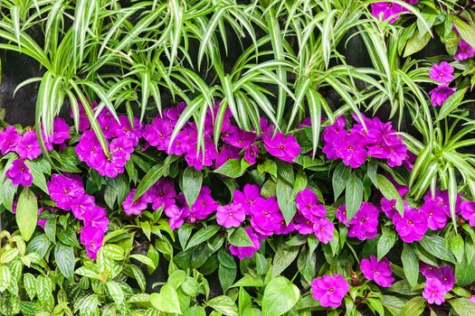  purple flowers with green leaves, note shallow depth of field