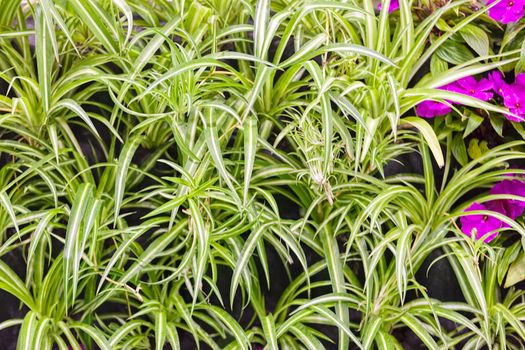 type of room plants  with specific  leaf, note shallow depth of field