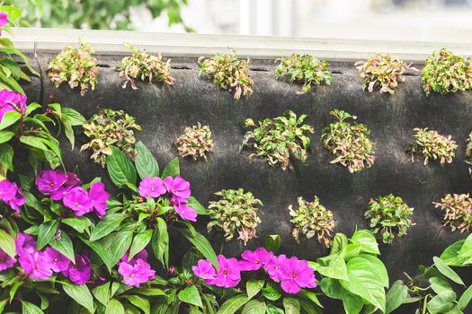  purple flowers with green leaves, note shallow depth of field