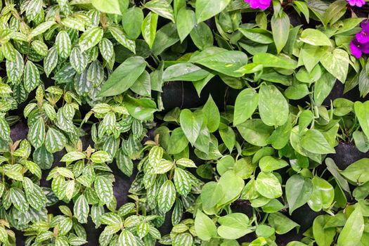 type of room plants  with specific  leaf, note shallow depth of field