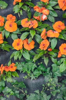  small orange flowers with green leaves on the stones, note shallow depth of field