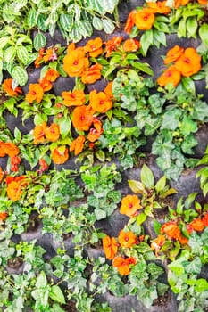  small orange flowers with green leaves on the stones, note shallow depth of field