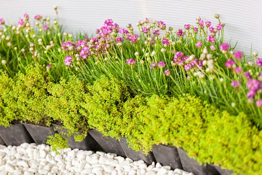 houseplants with small flowers, note shallow depth of field