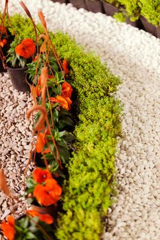 houseplants with small flowers, note shallow depth of field