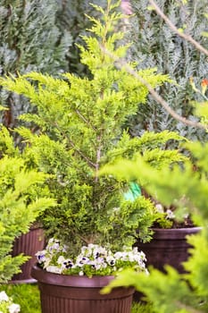 young thuja in a pot, note shallow depth of field