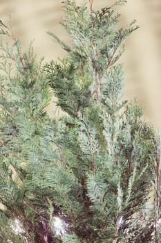 young thuja in a pot, note shallow depth of field