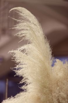 pampas grass in nature, note shallow depth of field