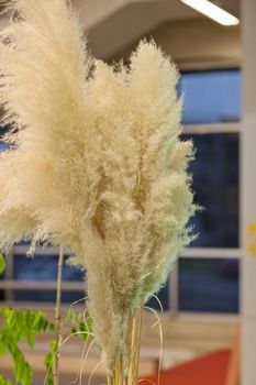 pampas grass in nature, note shallow depth of field