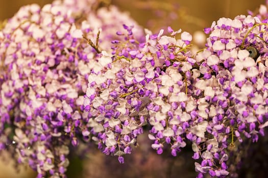 branches with white and purple flowers , note shallow depth of field