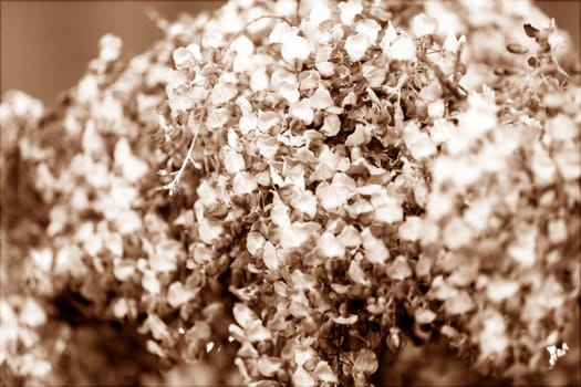 branches with white and purple flowers , note shallow depth of field