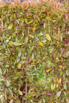 type of hedge in bloom, note shallow depth of field