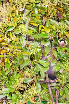 type of hedge in bloom, note shallow depth of field