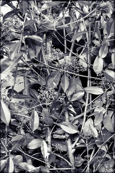 type of hedge in bloom, note shallow depth of field