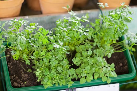 potted herbs, note shallow depth of field