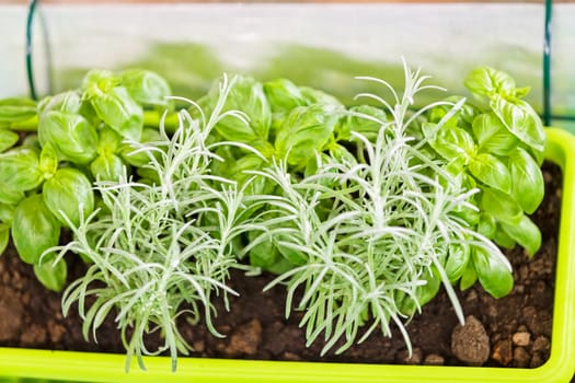 potted herbs, note shallow depth of field