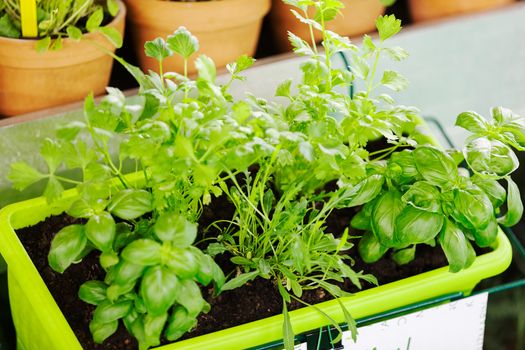 potted herbs, note shallow depth of field