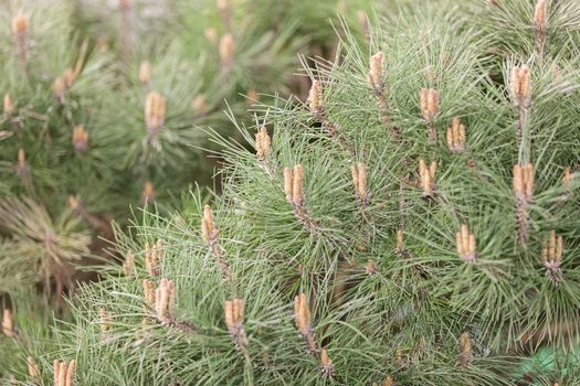 white pine branches with young cones, note shallow depth of field