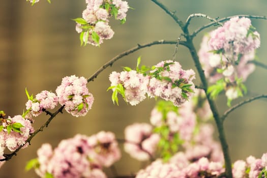 light gentle  pink flowers on the branch, note shallow depth of field