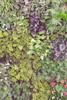 a variety of plants  in a  botranical garden, note shallow depth of field