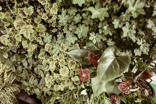 a variety of plants  in a  botranical garden, note shallow depth of field