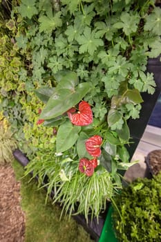 a variety of plants  in a  botranical garden, note shallow depth of field