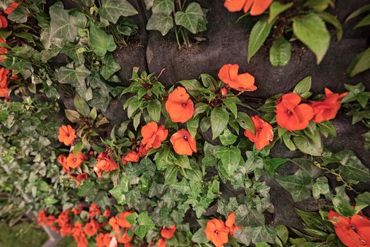 orange flowers on the rocks, note shallow depth of field