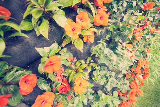 orange flowers on the rocks, note shallow depth of field