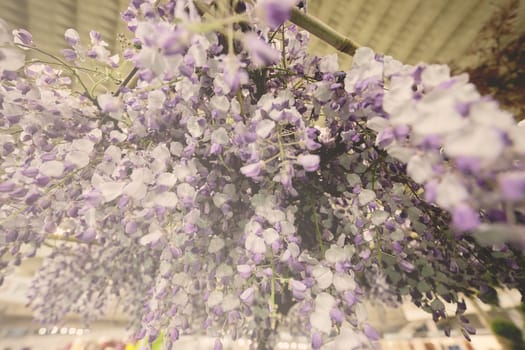 imaginative decoration with white and purple flowers, note shallow depth of field