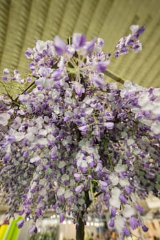 imaginative decoration with white and purple flowers, note shallow depth of field