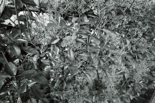 type of hedge in bloom, note shallow depth of field