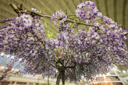 imaginative decoration with white and purple flowers, note shallow depth of field