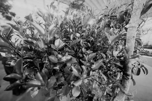 red plant with green leaves in nature, note shallow depth of field