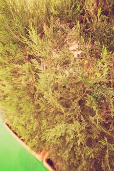 young tree of thuja with thick branches, note shallow depth of field