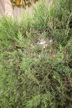 young tree of thuja with thick branches, note shallow depth of field