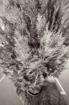 young tree of thuja with thick branches, note shallow depth of field