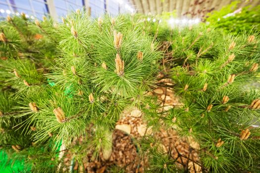 bush white pine in a botanical garden, note shallow depth of field